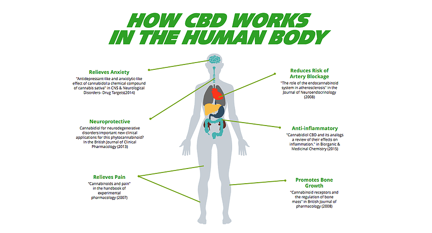 diagram to reinforce how CBD works in the human body