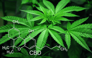 image of hemp plant and CBD molecule