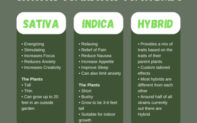 Sativa vs. Indica vs. Hybrids: Why Should I Know The Difference