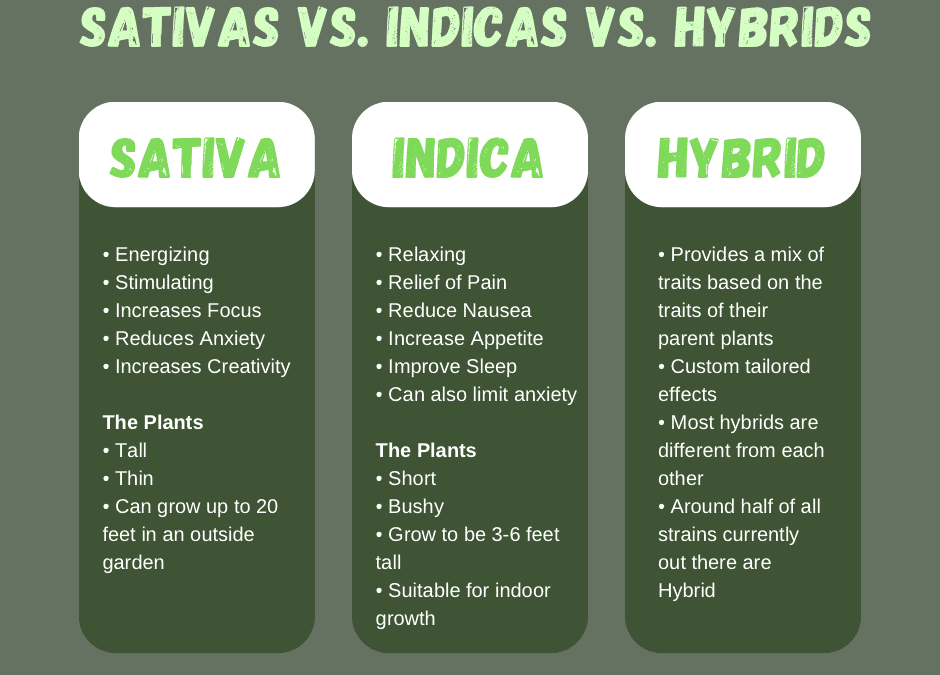 sativa vs indica vs hybrids